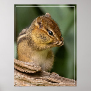 Affiche Quelque chose sent Chipmunk