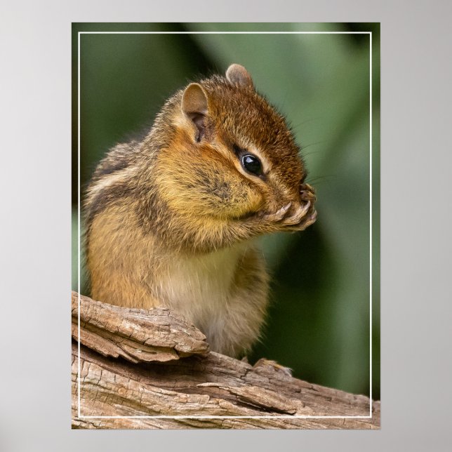 Affiche Quelque chose sent Chipmunk (Devant)