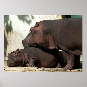 Affiche Quelqu'Un Pour Me Surveiller Hippopotamus Portrait