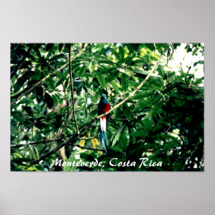 Affiche Quetzal, Monteverde, Costa Rica