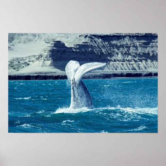 Affiche Queue de veau de baleine - Argentine (Devant)