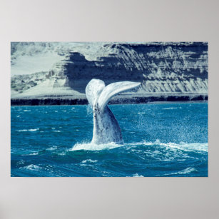 Affiche Queue de veau de baleine - Argentine