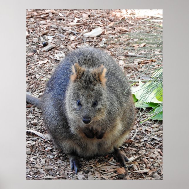 Affiche Quokka (Devant)