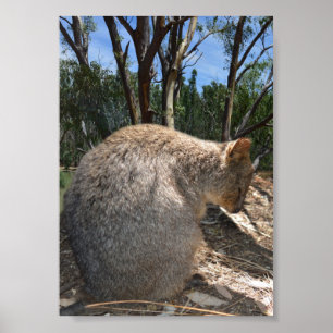Affiche Quokka australien endormi,