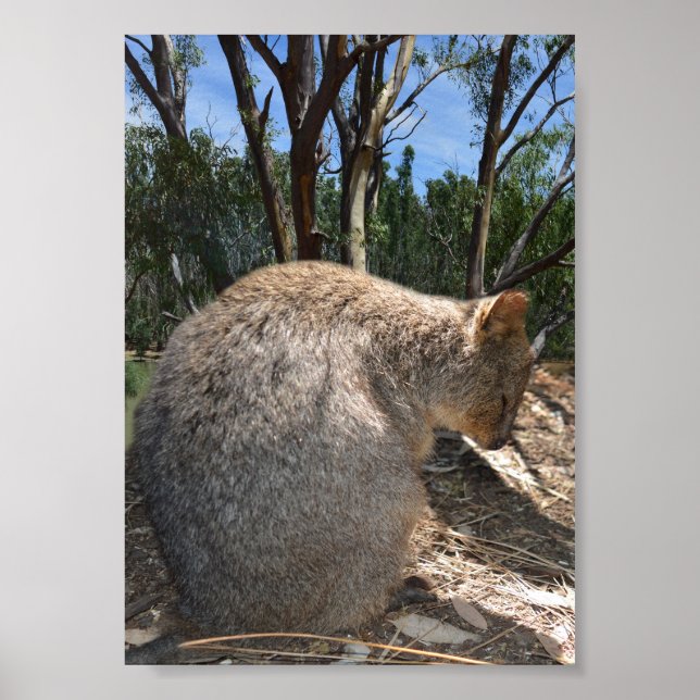 Affiche Quokka australien endormi, (Devant)
