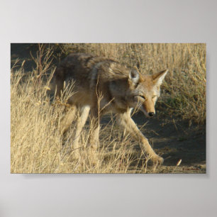 Affiche R14 Coyote Walking