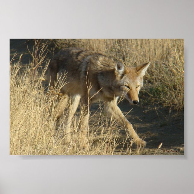 Affiche R14 Coyote Walking (Devant)