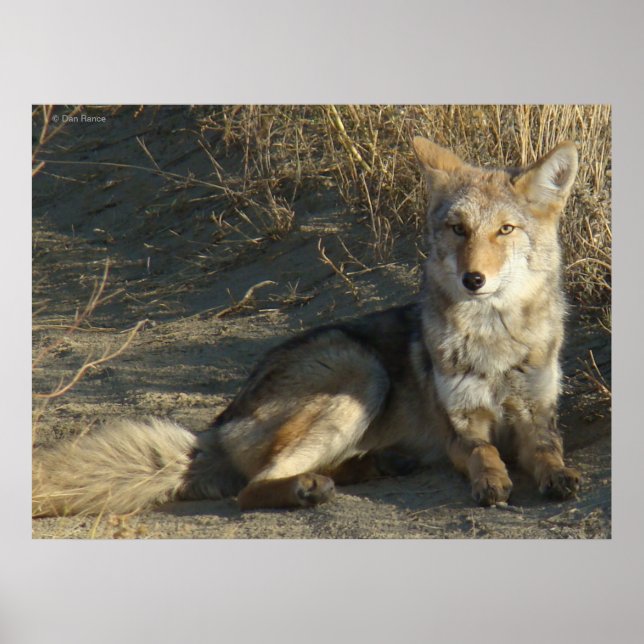 Affiche R19 Coyote Laying (Devant)