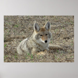 Affiche R22 Coyote Couché