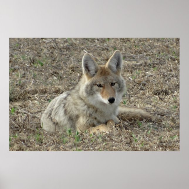 Affiche R22 Coyote Laying (Devant)