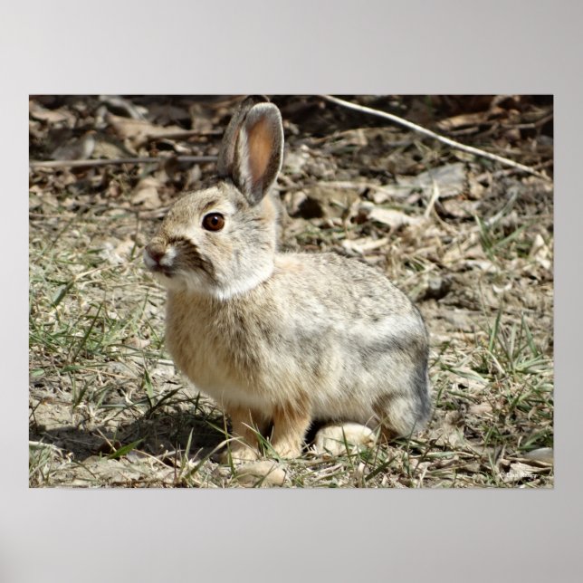 Affiche R24 Coton-tail Rabbit (Devant)