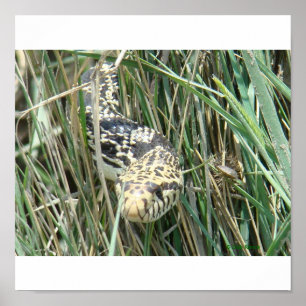 Affiche R4 Bullsnake dans l'Herbe