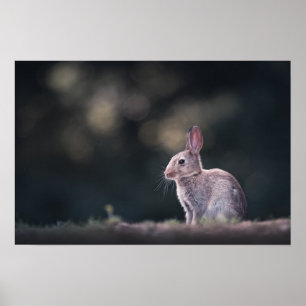 Affiche Rabbit Nature Photo