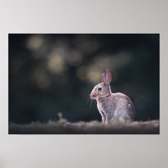 Affiche Rabbit Nature Photo (Devant)