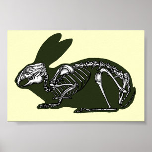 Affiche rabbit skeleton