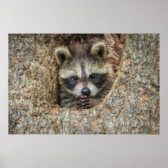 Affiche Raccon niché à l'intérieur d'un creux d'arbre (Devant)