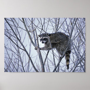 Affiche Raccoon