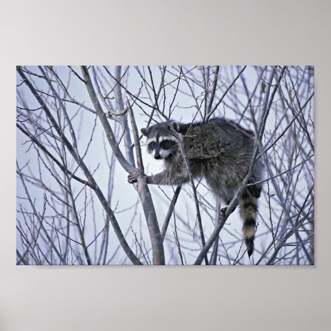 Affiche Raccoon (Devant)