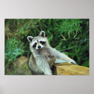 Affiche Raccoon #2