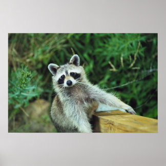 Affiche Raccoon #2