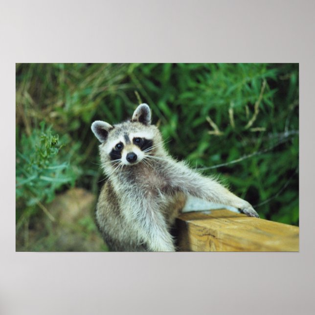 Affiche Raccoon #2 (Devant)