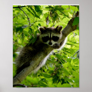 Affiche Raccoon dans Green Tree Cute gris masqué raccoon