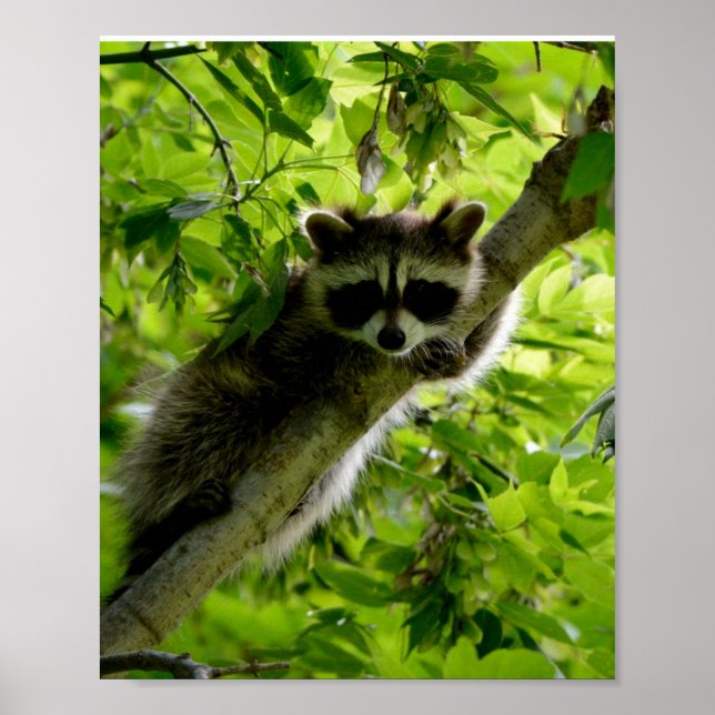 Affiche Raccoon dans Green Tree Cute gris masqué raccoon (Devant)