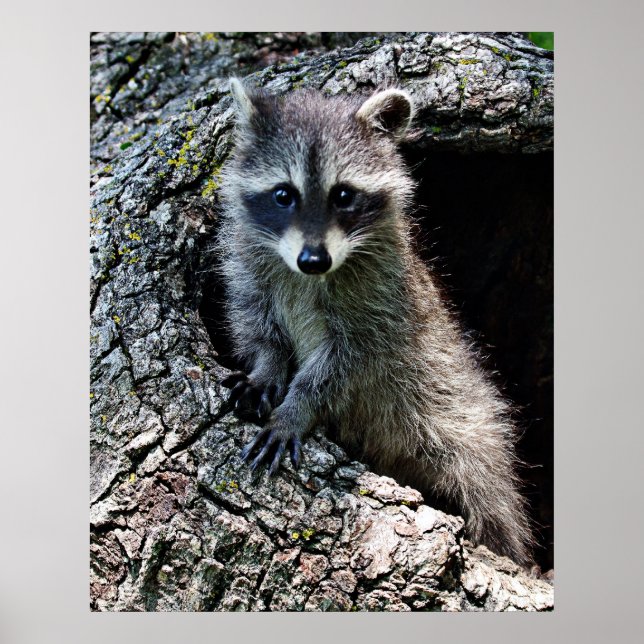 Affiche Raccoon dans le Den (Devant)