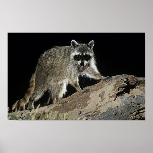 Affiche Raccoon du Nord, Prophète, adulte à 2 ans (Devant)