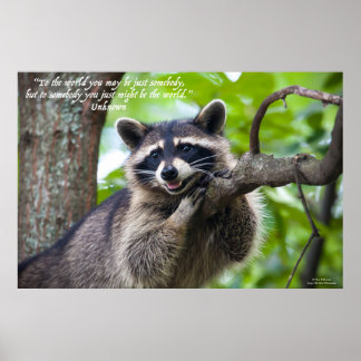 Affiche Raccoon et encouragement