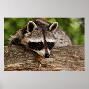 Affiche Raccoon mignon reposant sur un journal