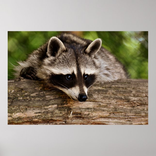 Affiche Raccoon mignon reposant sur un journal (Devant)
