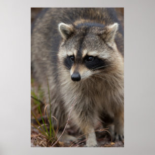 Affiche Raccoon, Procyon lotor, Floride, USA 1