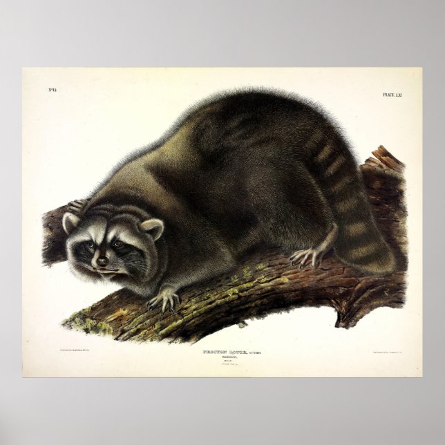 Affiche Raccoon (Procyon Lotor) par Audubon (Devant)