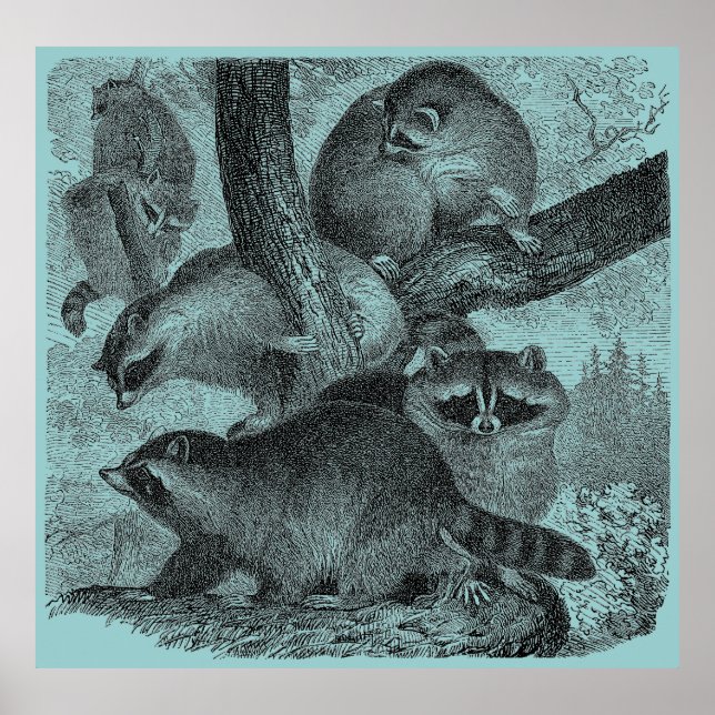 Affiche Raccoons (Devant)