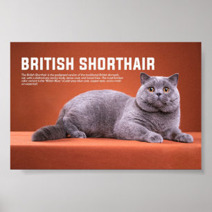 Affiche Race britannique de chats Shorthair