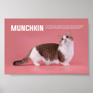 Affiche Race De Chat Munchkin Ou Saucisse