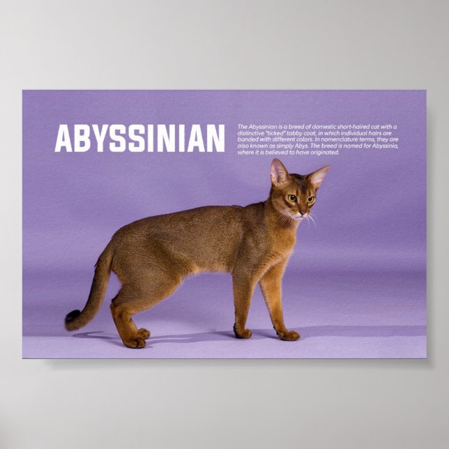 Affiche race de chats abyssinian (Devant)