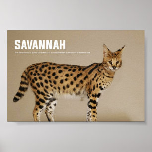 Affiche Race de chats de Savannah