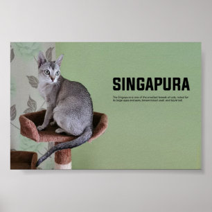 Affiche race de chats de Singapour