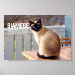 Affiche race de chats siamois