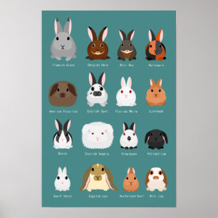 Affiche race de lapins