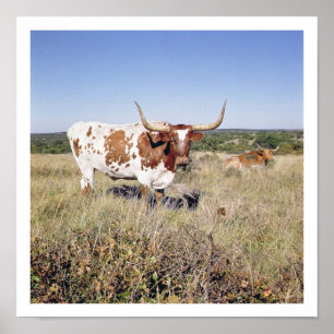 Affiche Race du Texas Longhorn (photo)
