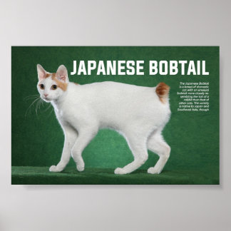 Affiche race japonaise de chats Bobtail