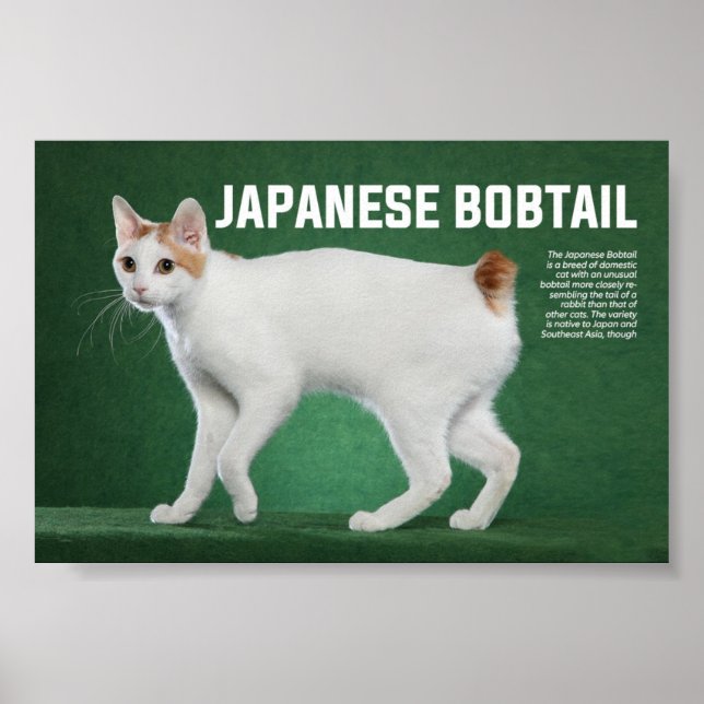 Affiche race japonaise de chats Bobtail (Devant)