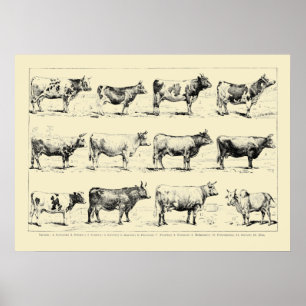 Affiche Races Bovines Anciennes Art par Adolphe Millot