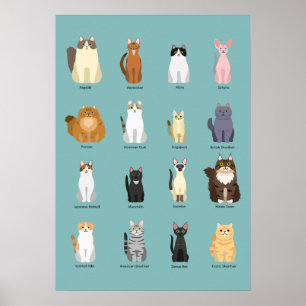 Affiche races de chats, divers chats,art des chats