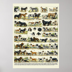 Affiche Races de chiens illustrations couleur