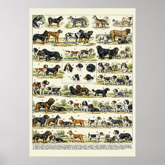 Affiche Races de chiens illustrations couleur (Devant)