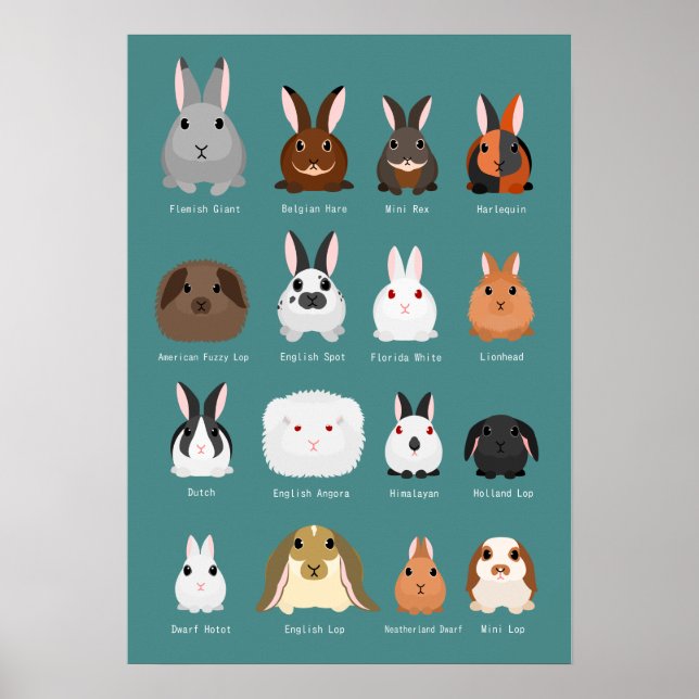 Affiche races de lapins (Devant)